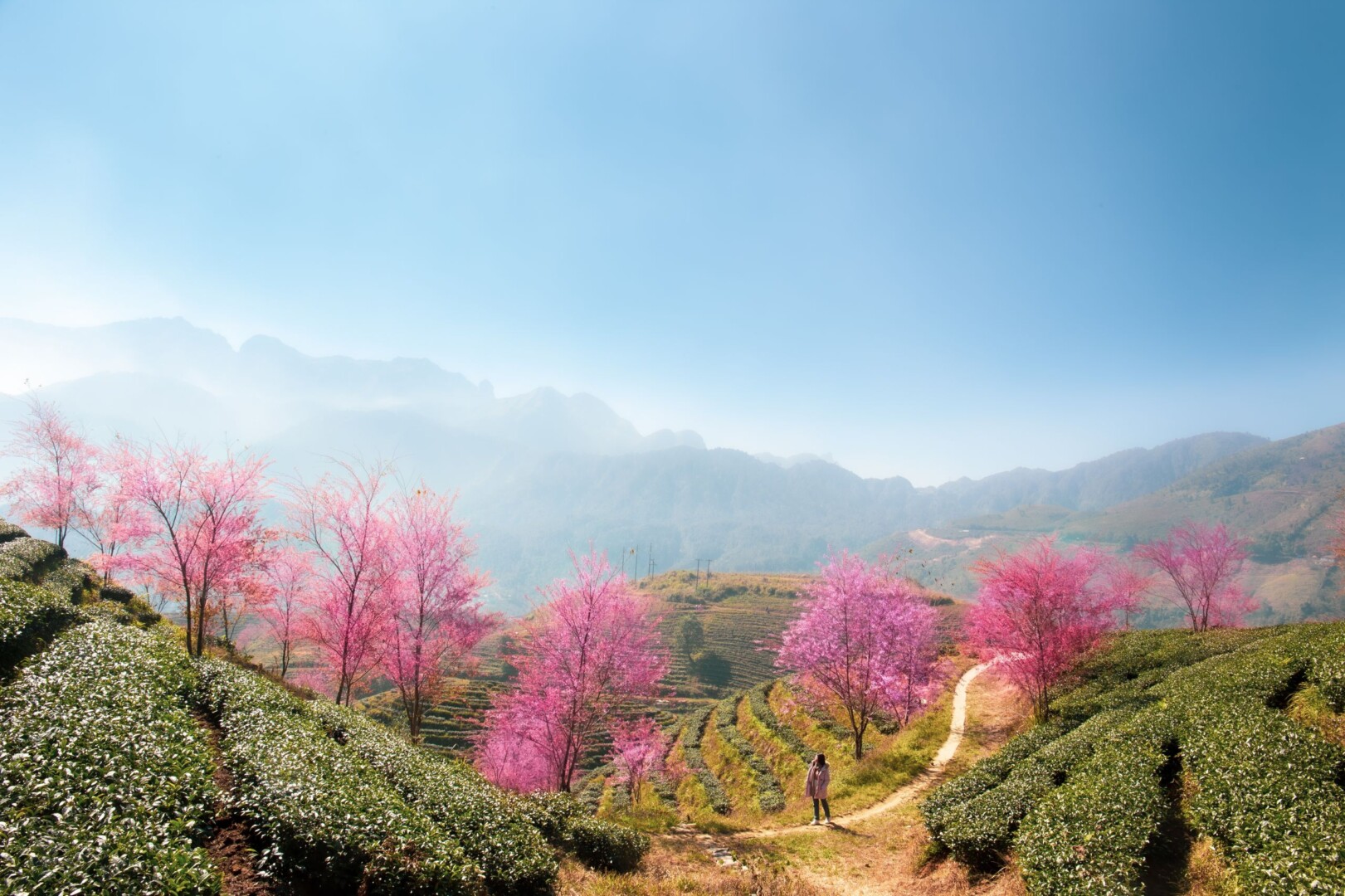 Cherry blossom season in Sapa highlands surrounding Hotel Montmartre de Sapa